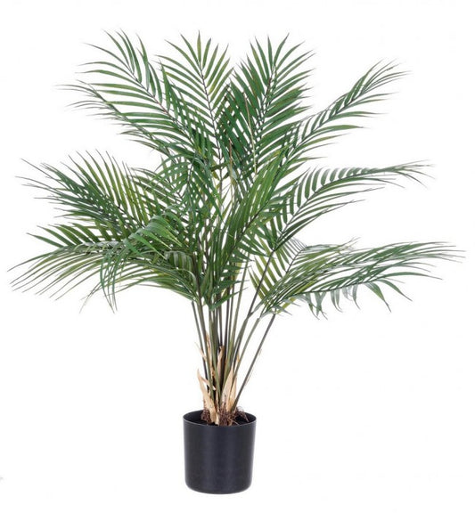 PIANTA KENZIA C-VASO 18FOGLIE H72