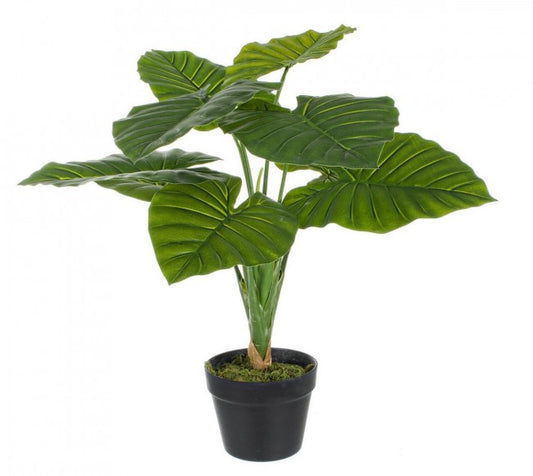 PIANTA DIEFFENBACHIA C-VASO 9F H60CM