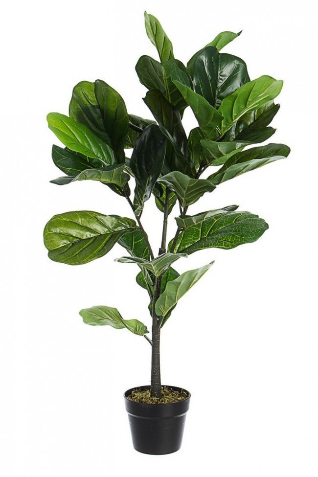 PIANTA FICUS LYRATA C-VASO 32FOGLIE H100