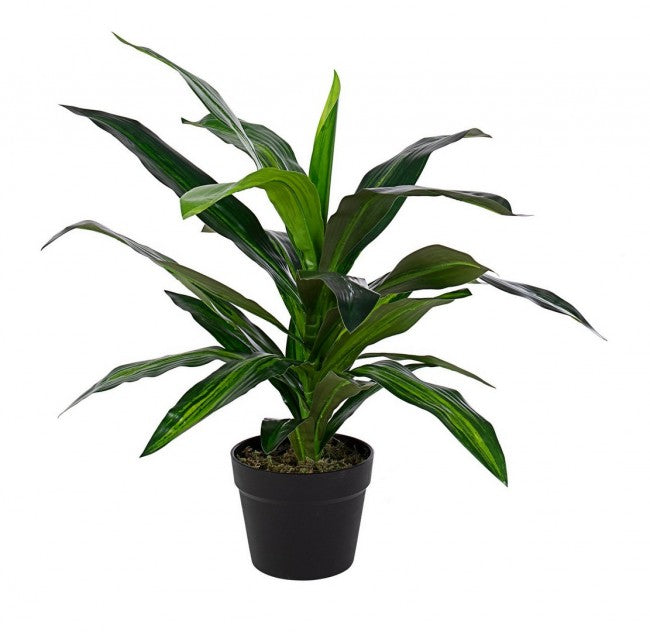 PIANTA DRACENA C VASO 24FOGLIE H65