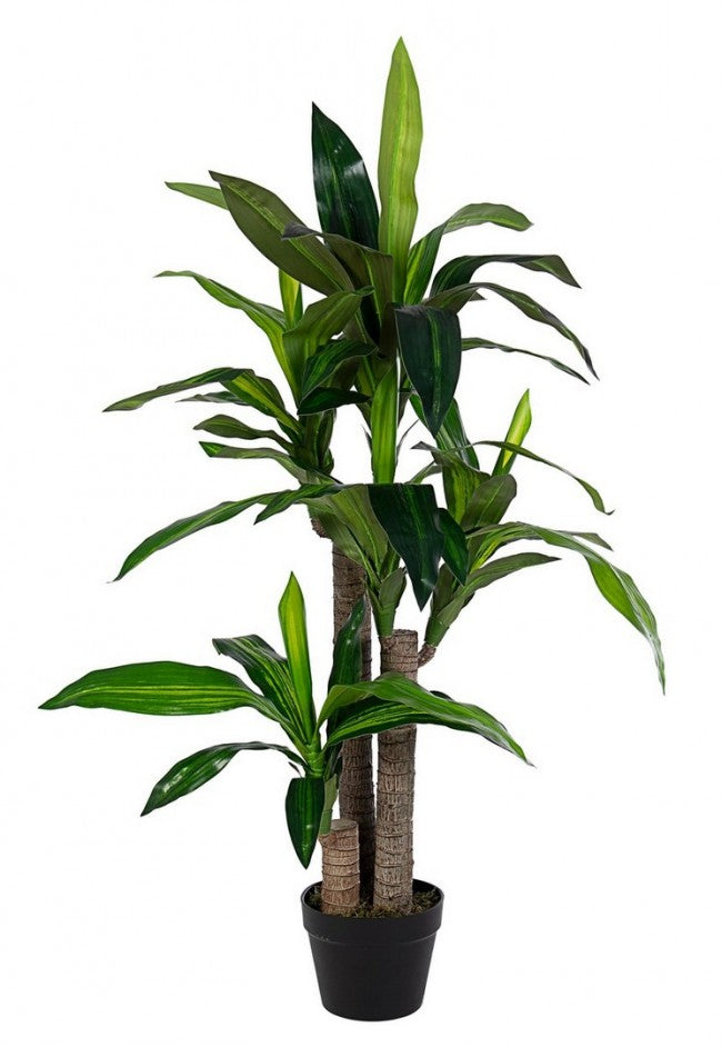 PIANTA DRACENA C-VASO 65FOGLIE H110