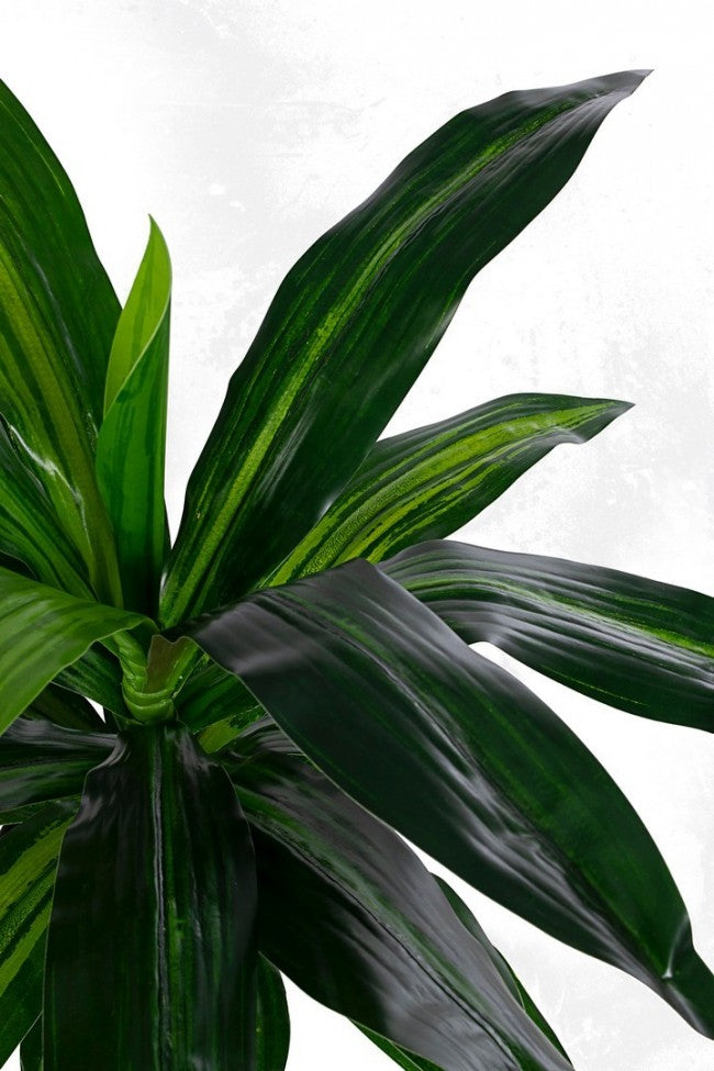 PIANTA DRACENA C VASO 24FOGLIE H65