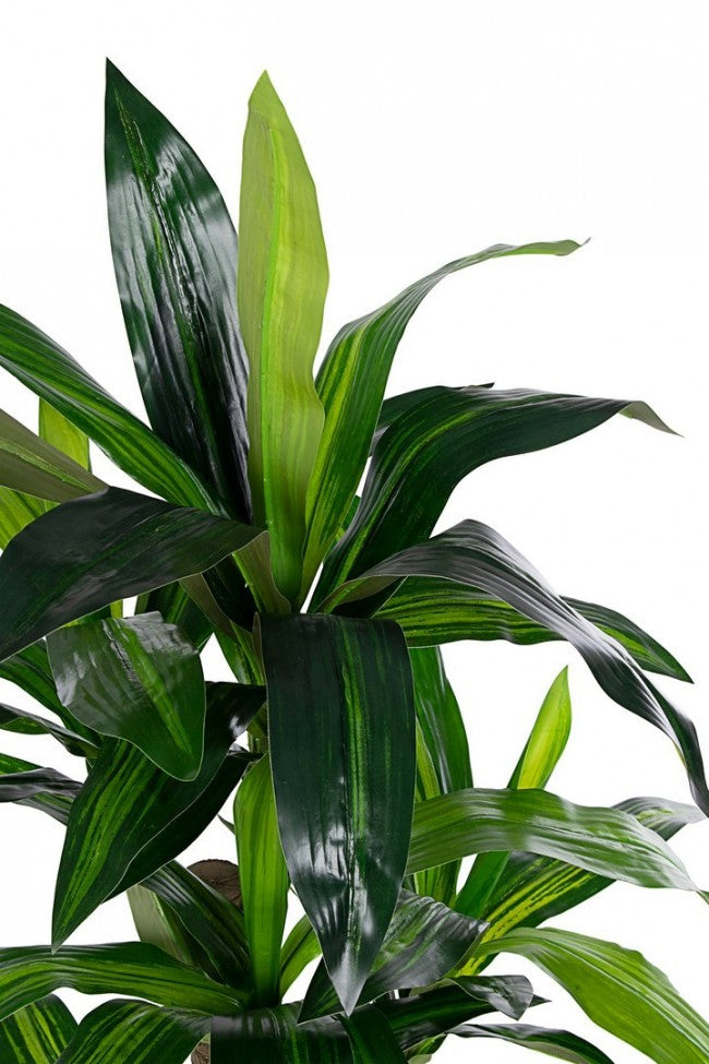 PIANTA DRACENA C-VASO 65FOGLIE H110